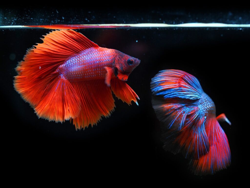 siamese-fighting-fish-Grandaquarians